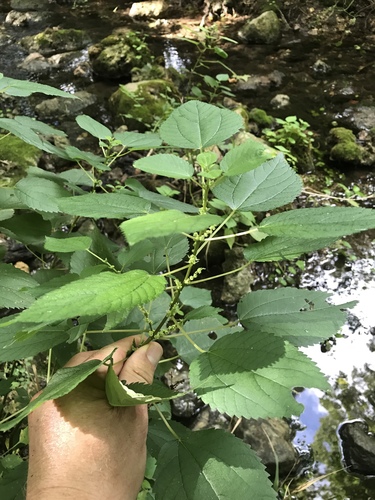 Boehmeria cylindrica (false nettle)