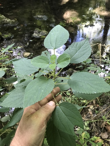 Boehmeria cylindrica (false nettle)