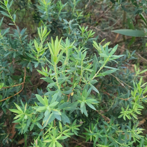 Monotoca elliptica (Tree Broom-heath) (alternate view 9)