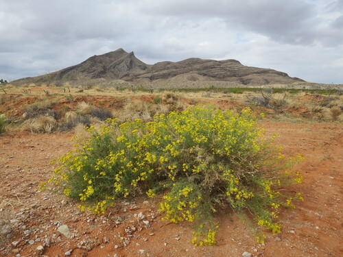 Senecio flaccidus (threadleaf groundsel) (alternate view 5)