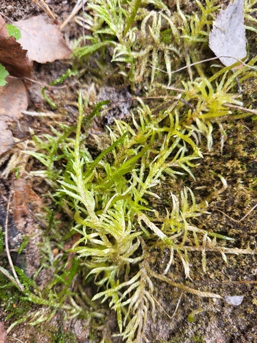 Pseudoscleropodium purum (Neat Feather-moss)