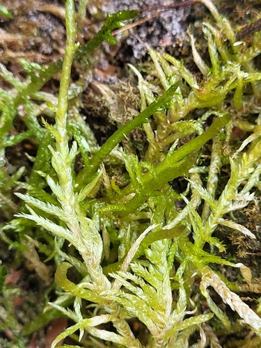 Pseudoscleropodium purum (Neat Feather-moss)