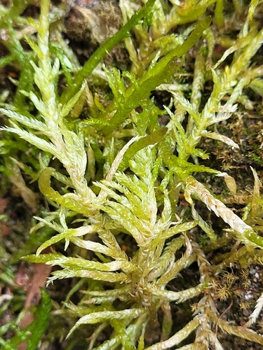 Pseudoscleropodium purum (Neat Feather-moss)