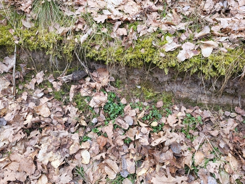 Pseudoscleropodium purum (Neat Feather-moss)
