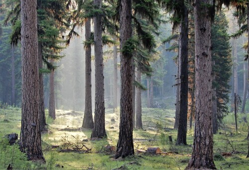 Larix occidentalis (Western Larch) (alternate view 2)