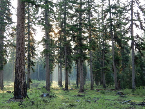Larix occidentalis (Western Larch) (alternate view 3)