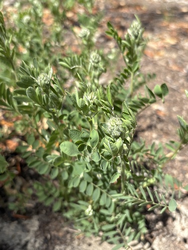 Tephrosia virginiana (goat's rue) (alternate view 9)