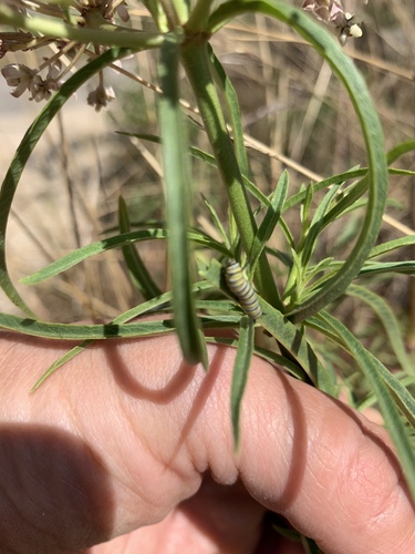 Asclepias fascicularis (Narrow-leaf Milkweed) (alternate view 2)