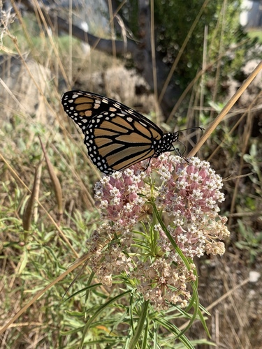 Asclepias fascicularis (Narrow-leaf Milkweed)