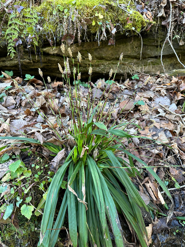 Carex plantaginea (Plantain-Leaved Sedge)