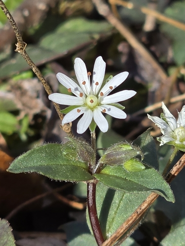 Stellaria pubera (star chickweed) (alternate view 10)