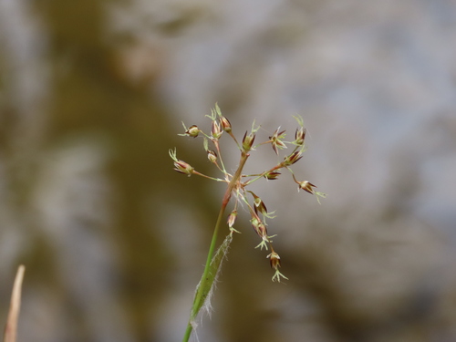 Luzula (woodrushes) (alternate view 6)
