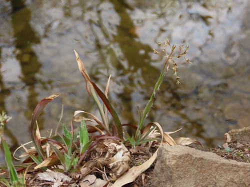 Luzula (woodrushes) (alternate view 7)
