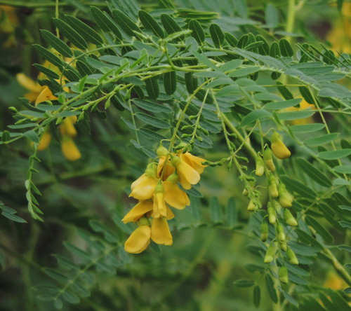 Sesbania drummondii (Rattlebush) (alternate view 3)