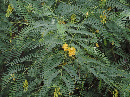 Sesbania drummondii (Rattlebush) (alternate view 4)
