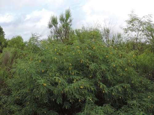 Sesbania drummondii (Rattlebush) (alternate view 5)