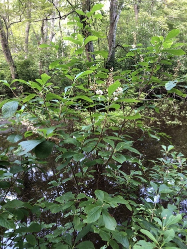 Clethra alnifolia (summersweet, sweet pepperbush)