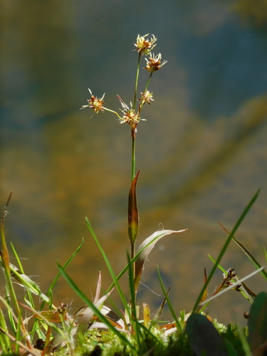 Luzula (woodrushes) (alternate view 8)