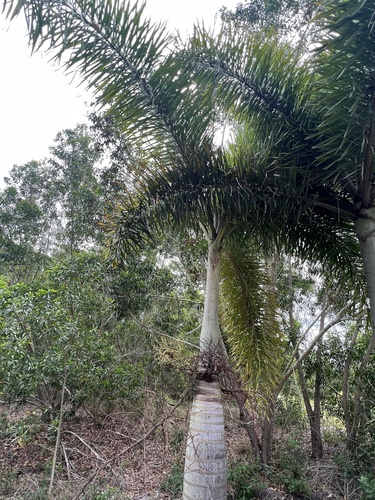 Wodyetia bifurcata (Foxtail Palm Tree) (alternate view 7)