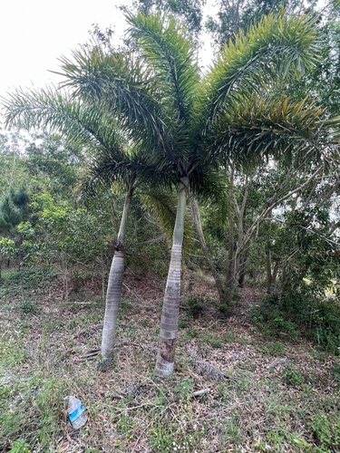 Wodyetia bifurcata (Foxtail Palm Tree) (alternate view 6)