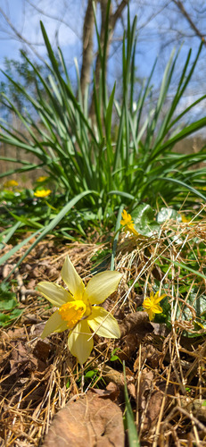 Narcissus × incomparabilis (Nonesuch Daffodil) (alternate view 3)