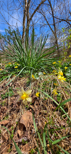 Narcissus × incomparabilis (Nonesuch Daffodil) (alternate view 4)