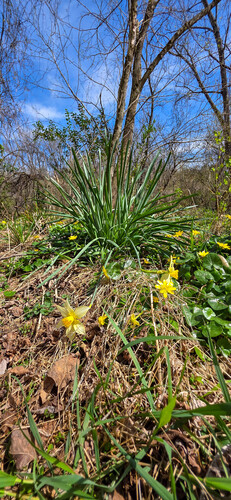 Narcissus × incomparabilis (Nonesuch Daffodil) (alternate view 5)