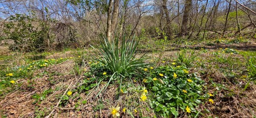 Narcissus × incomparabilis (Nonesuch Daffodil) (alternate view 6)