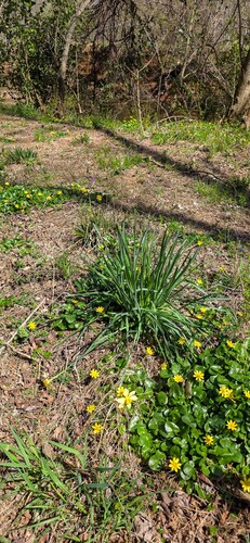 Narcissus × incomparabilis (Nonesuch Daffodil) (alternate view 7)