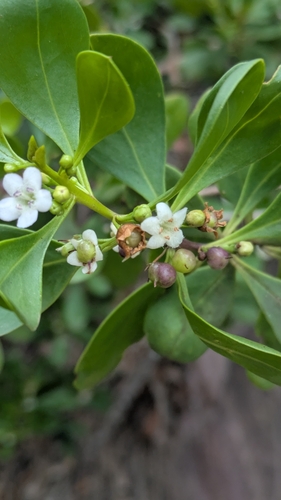 Myoporum boninense (Boobialla) (alternate view 4)