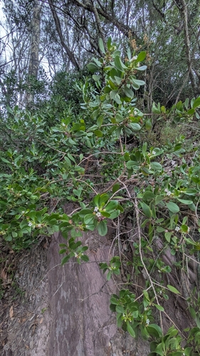 Myoporum boninense (Boobialla) (alternate view 5)