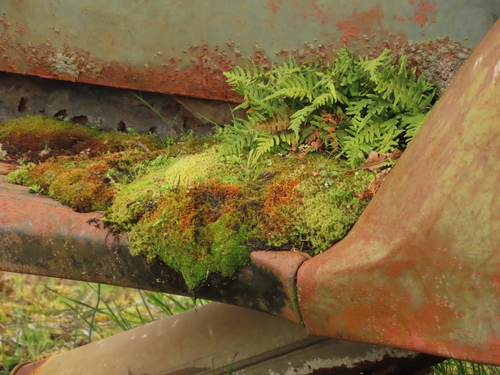 Polypodium glycyrrhiza (licorice fern) (alternate view 4)
