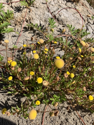 Cotula coronopifolia (brass buttons) (alternate view 3)