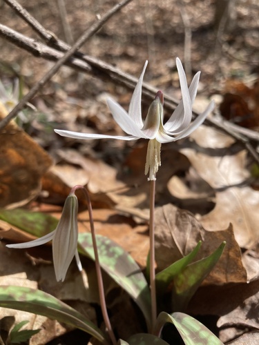 Erythronium albidum (white fawnlily) (alternate view 6)