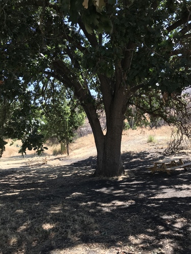Quercus lobata (Valley Oak)