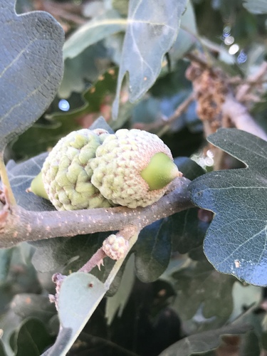 Quercus lobata (Valley Oak)