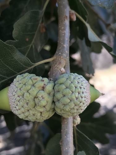 Quercus lobata (Valley Oak)