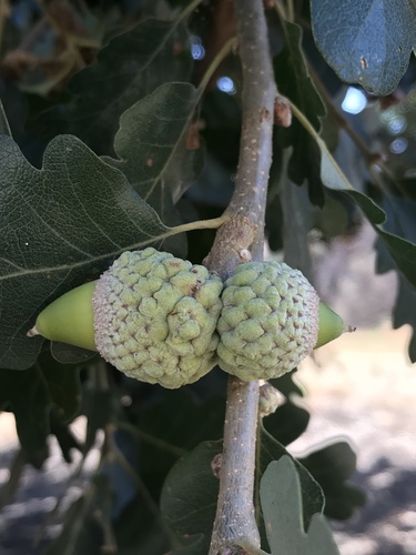 Quercus lobata (Valley Oak)