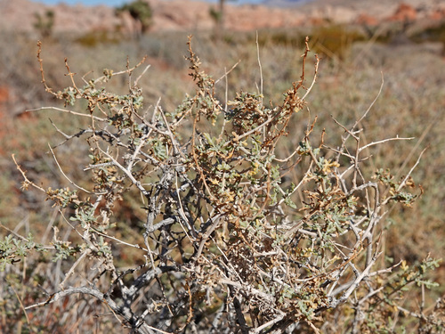 Ambrosia dumosa (Burrobush) (alternate view 2)