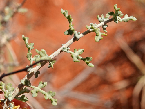 Ambrosia dumosa (Burrobush) (alternate view 3)