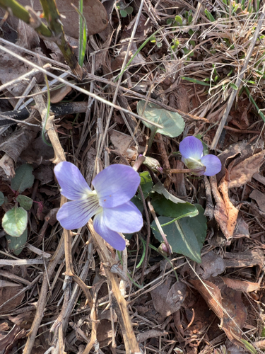 Viola missouriensis (Missouri Violet)