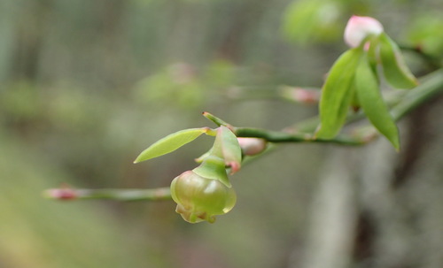 Vaccinium parvifolium (red huckleberry) (alternate view 3)