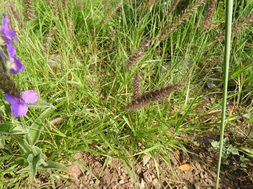Cenchrus ciliaris (buffelgrass) (alternate view 3)