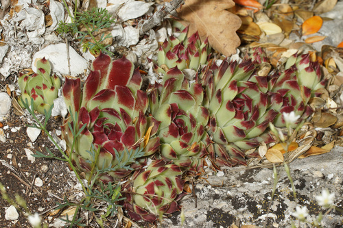 Sempervivum calcareum (alternate view 7)