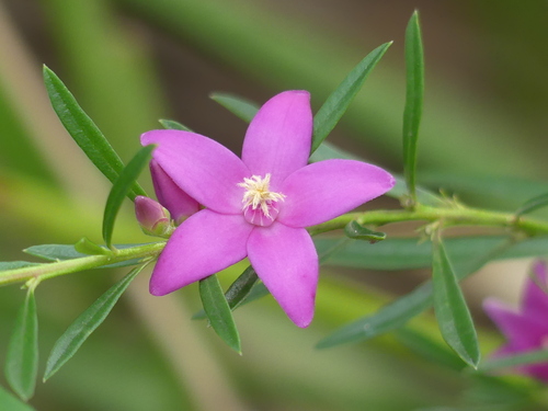 Crowea saligna (willow-leaved crowea) (alternate view 8)