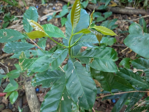Coffea arabica (Coffee Plant)