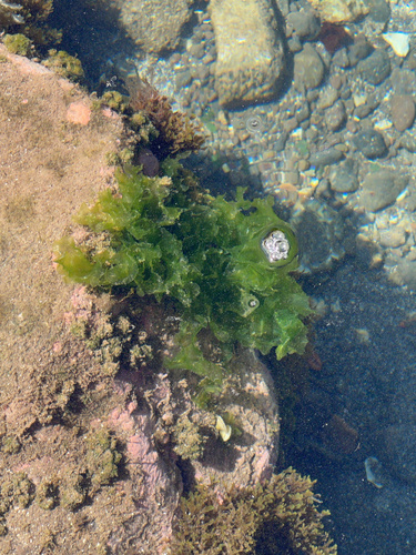 Ulva lactuca (Broadleaf Sea Lettuce)