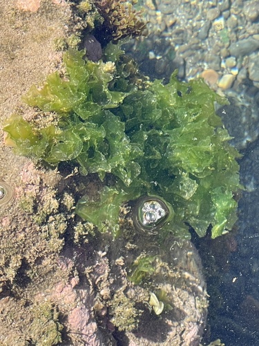 Ulva lactuca (Broadleaf Sea Lettuce)