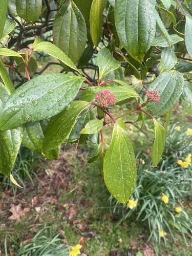 Viburnum davidii (David viburnum) (alternate view 4)