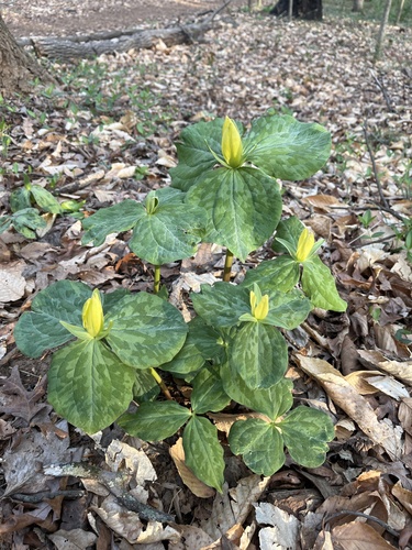 Trillium luteum (Yellow Trillium)